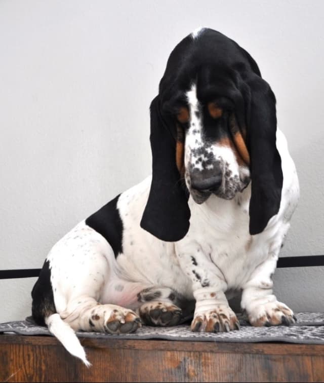 Basset Hound Puppies media 2