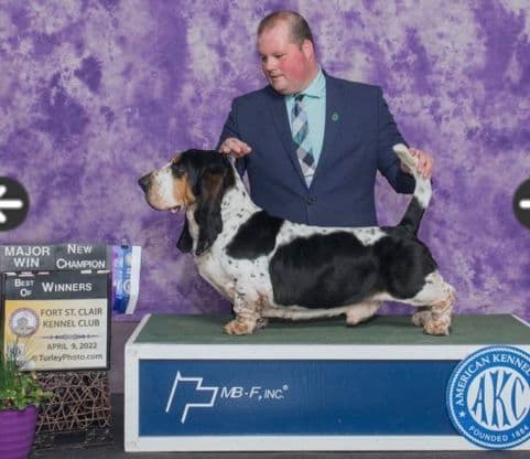 Basset Hound Puppies media 5