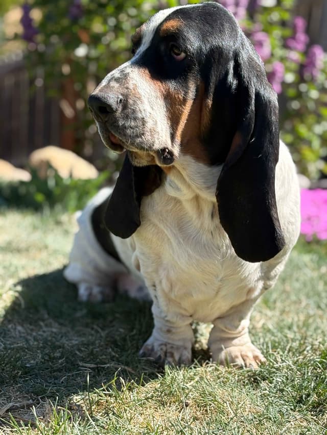 Basset Hound Puppies media 6