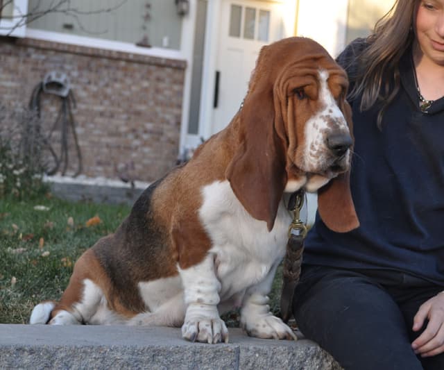 Basset Hound Puppies media 5