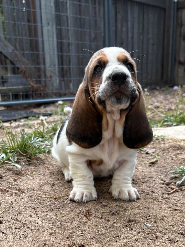 Basset Hound Puppies media 7