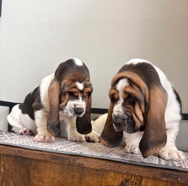 Basset Hound Puppies media 8