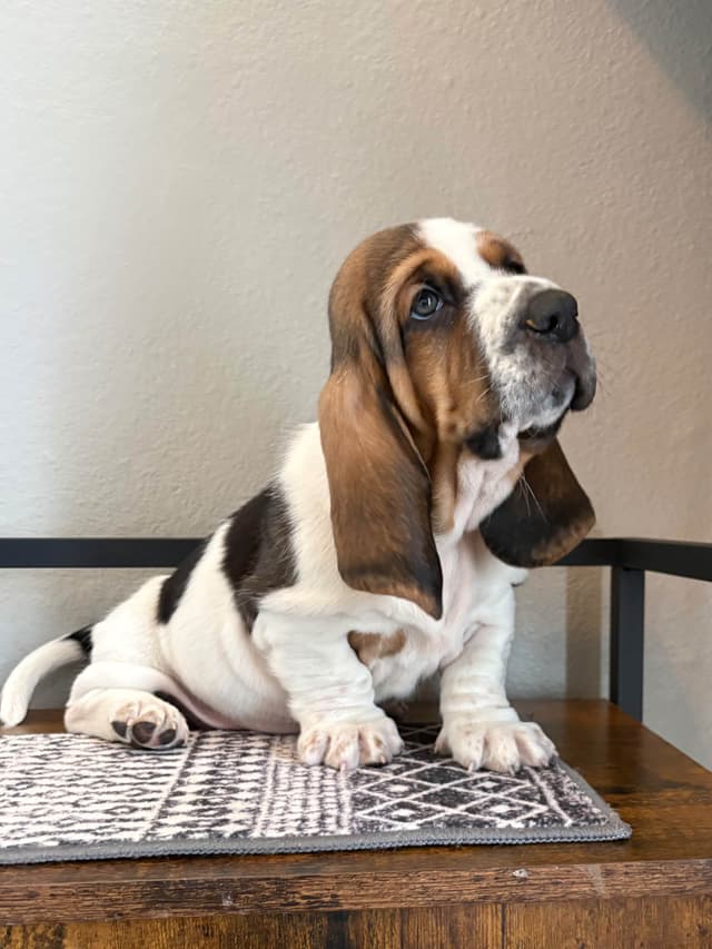 Basset Hound Puppies media 9