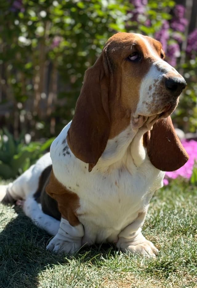 Basset Hound Puppies media 10