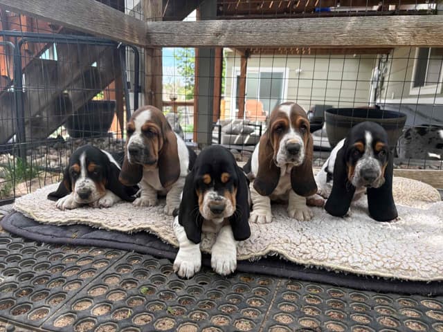 Basset Hound Puppies media 11