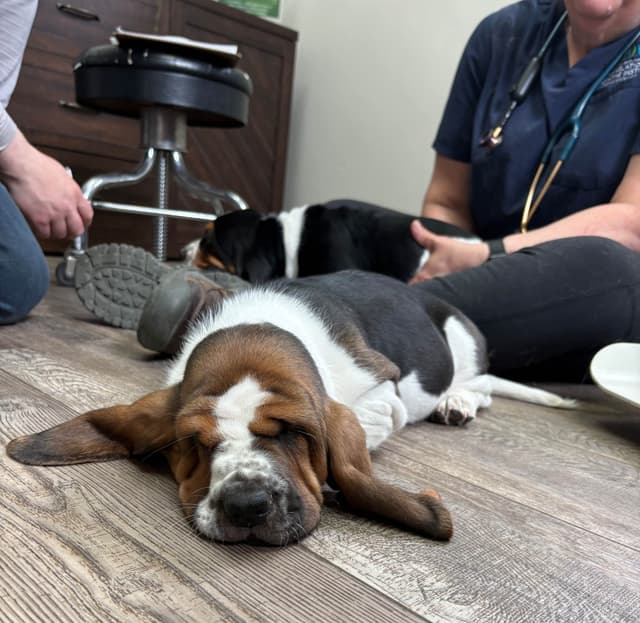Basset Hound Puppies media 12
