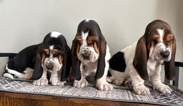 Basset Hound Puppies media 6