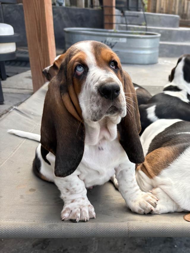 Basset Hound Puppies media 7