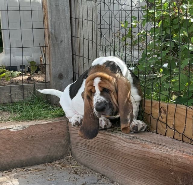 Basset Hound Puppies media 14