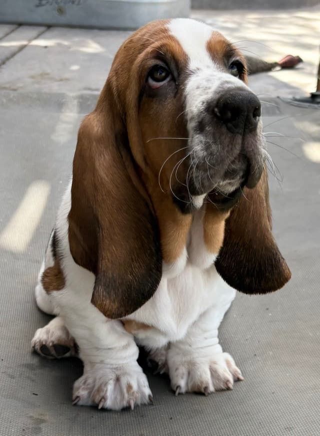 Basset Hound Puppies media 15