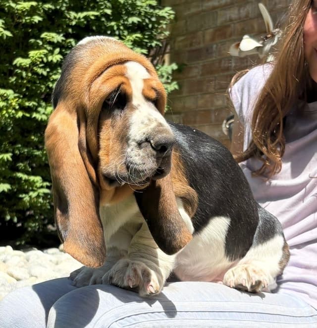 Basset Hound Puppies media 16