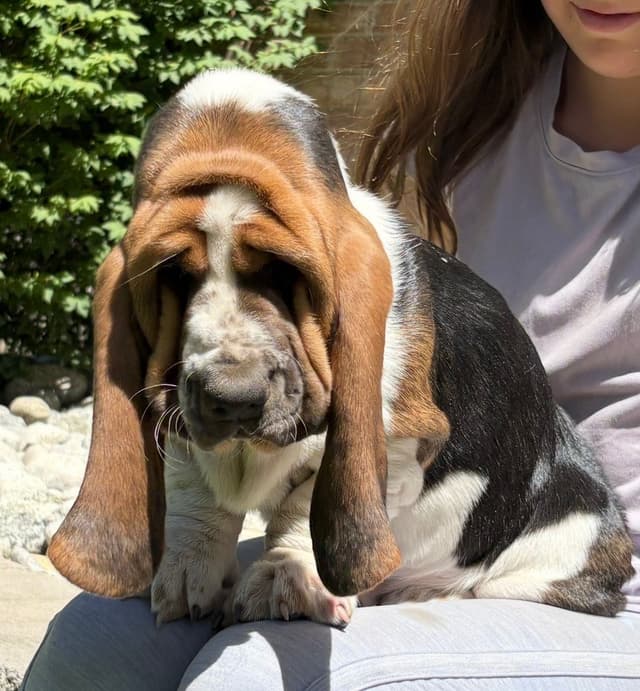 Basset Hound Puppies media 17