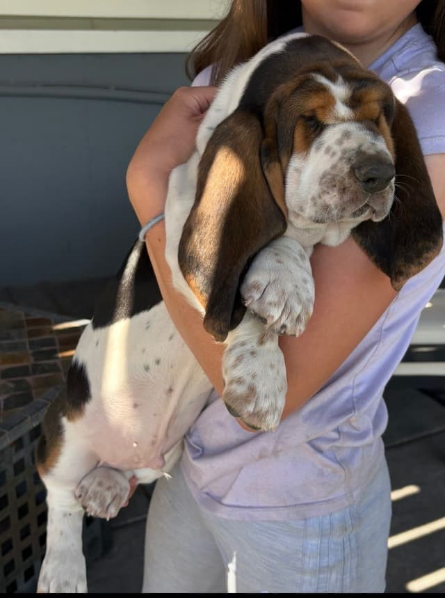 Basset Hound Puppies media 8