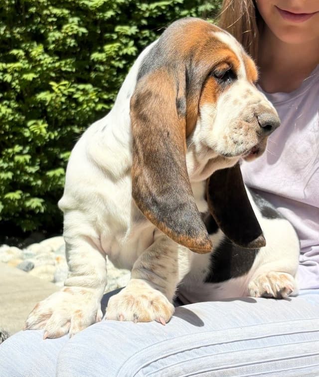 Basset Hound Puppies media 9