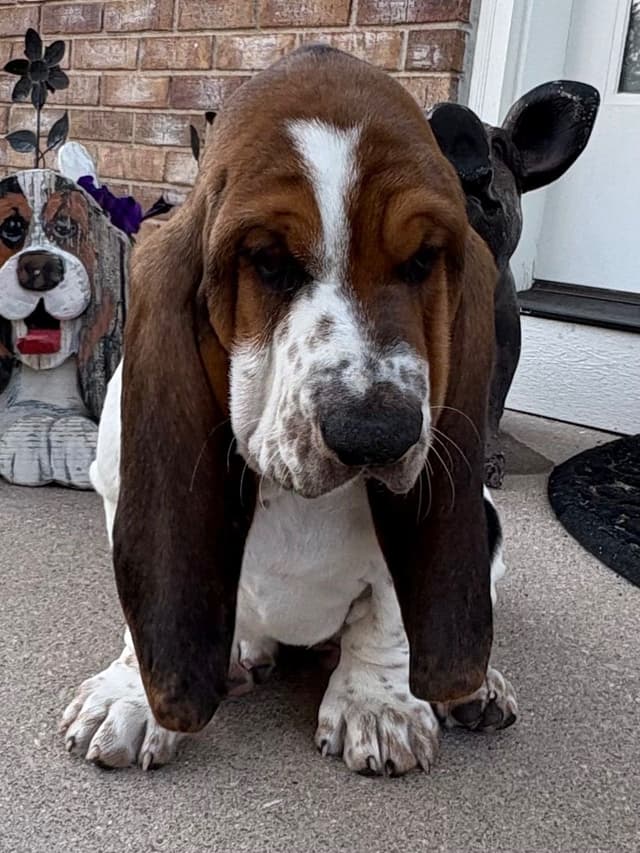 Basset Hound Puppies media 11