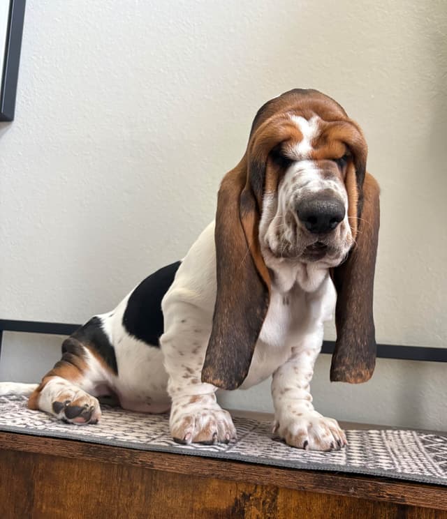 Basset Hound Puppies media 12