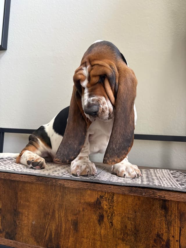 Basset Hound Puppies media 13