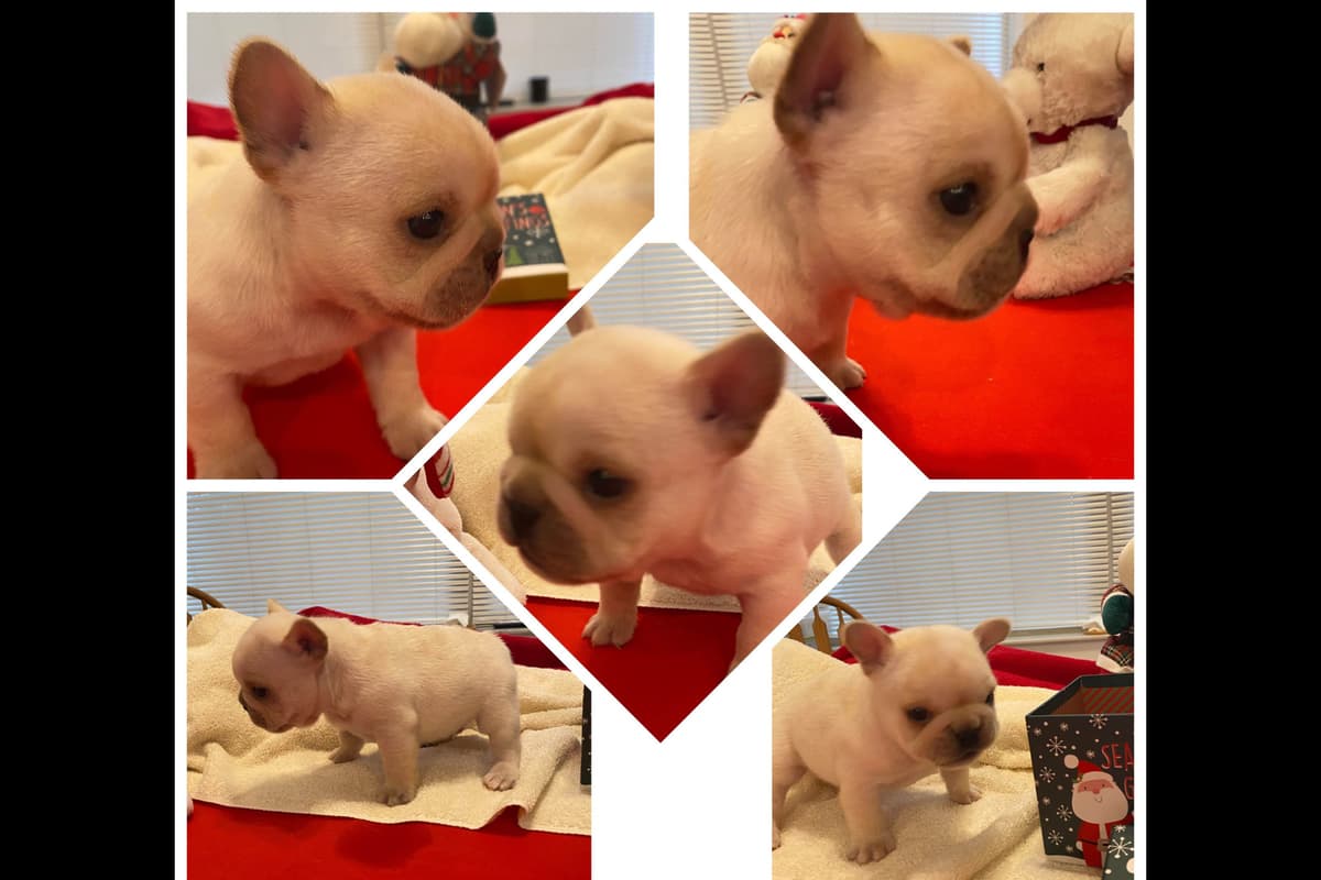 French Bulldog Puppies breeder image 3
