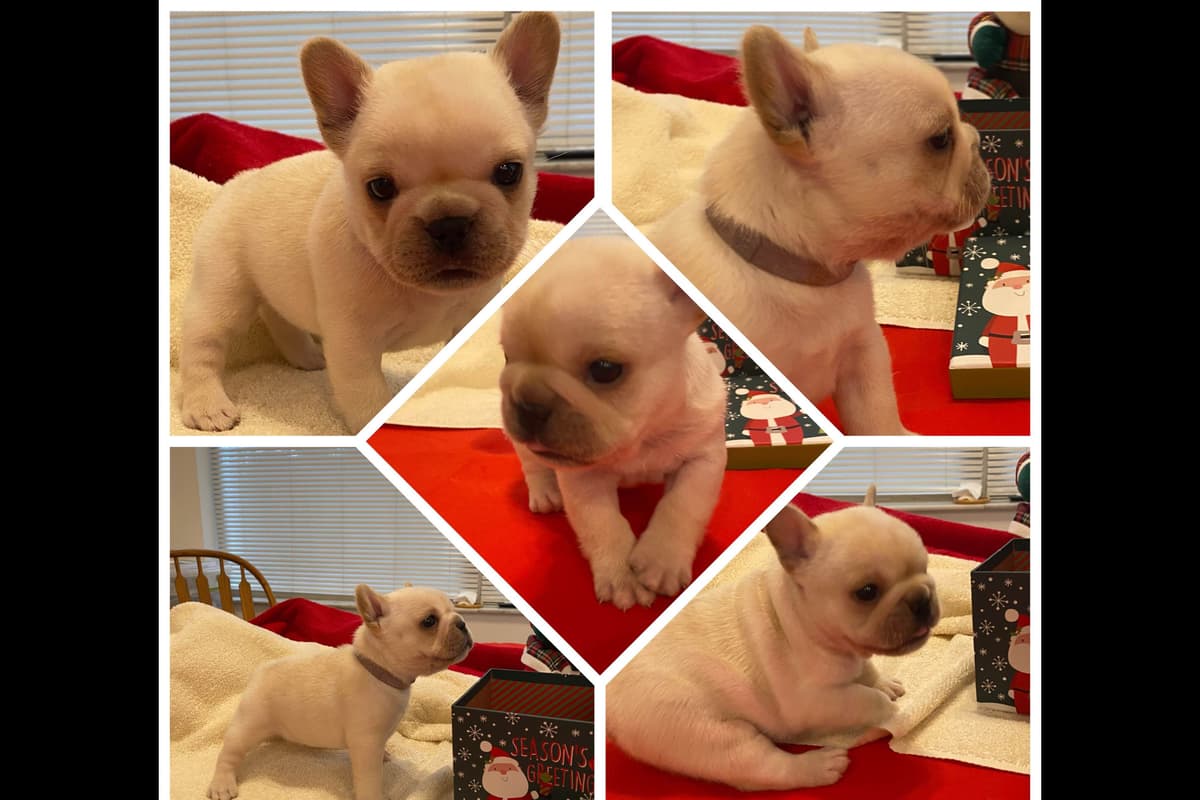 French Bulldog Puppies breeder image 4