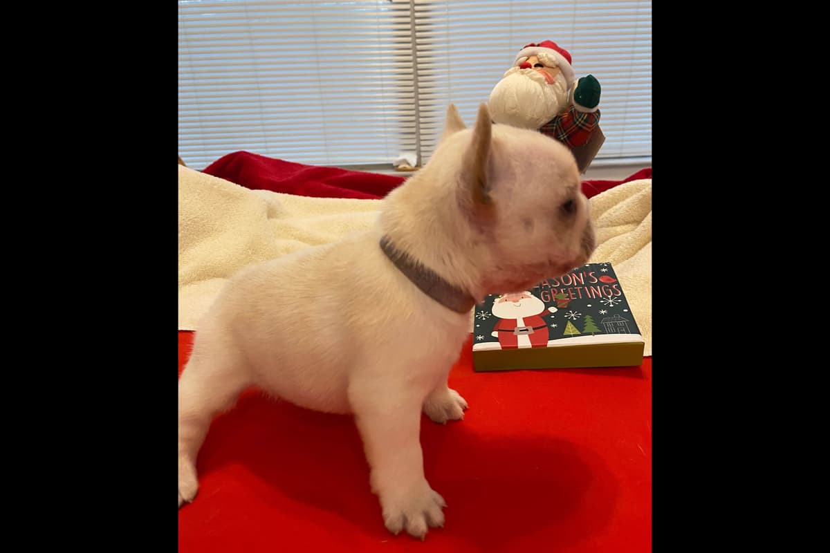 French Bulldog Puppies breeder image 5