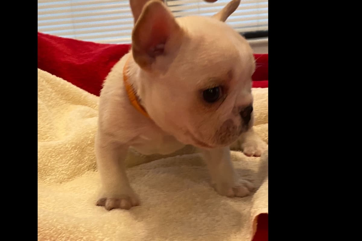 French Bulldog Puppies breeder image 6