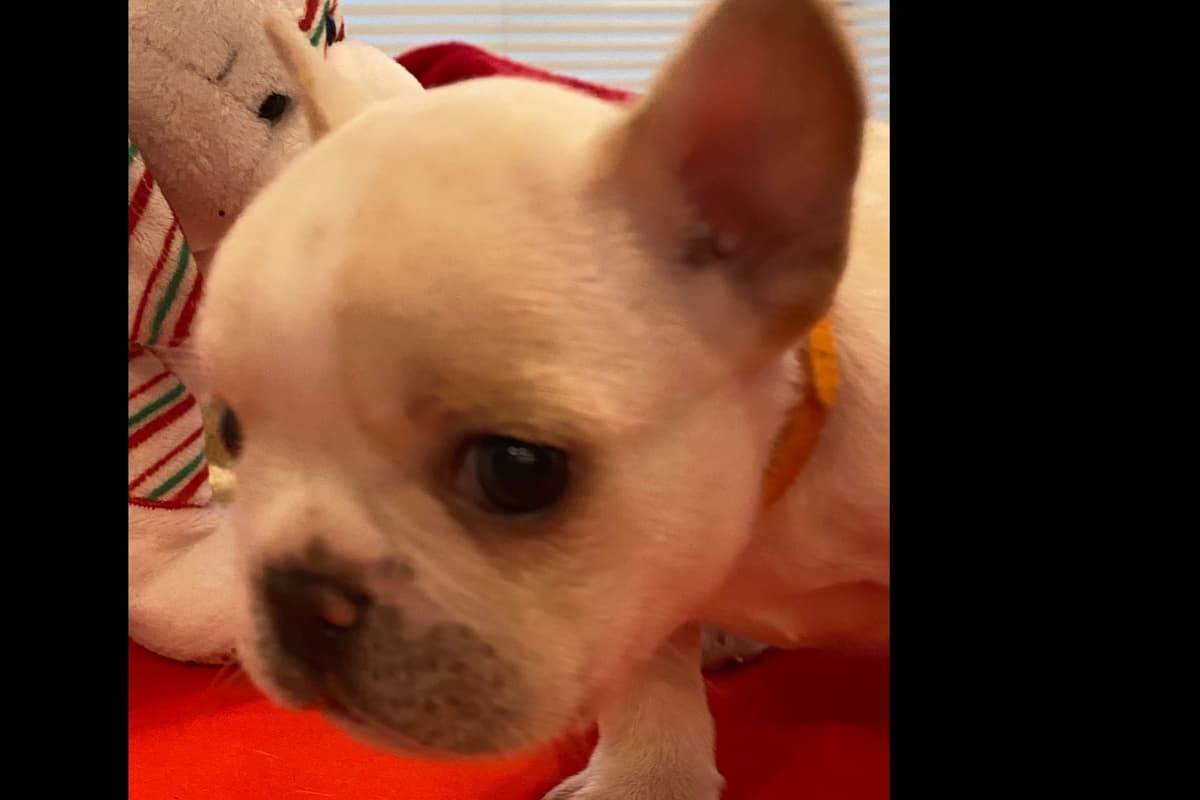 French Bulldog Puppies breeder image 7