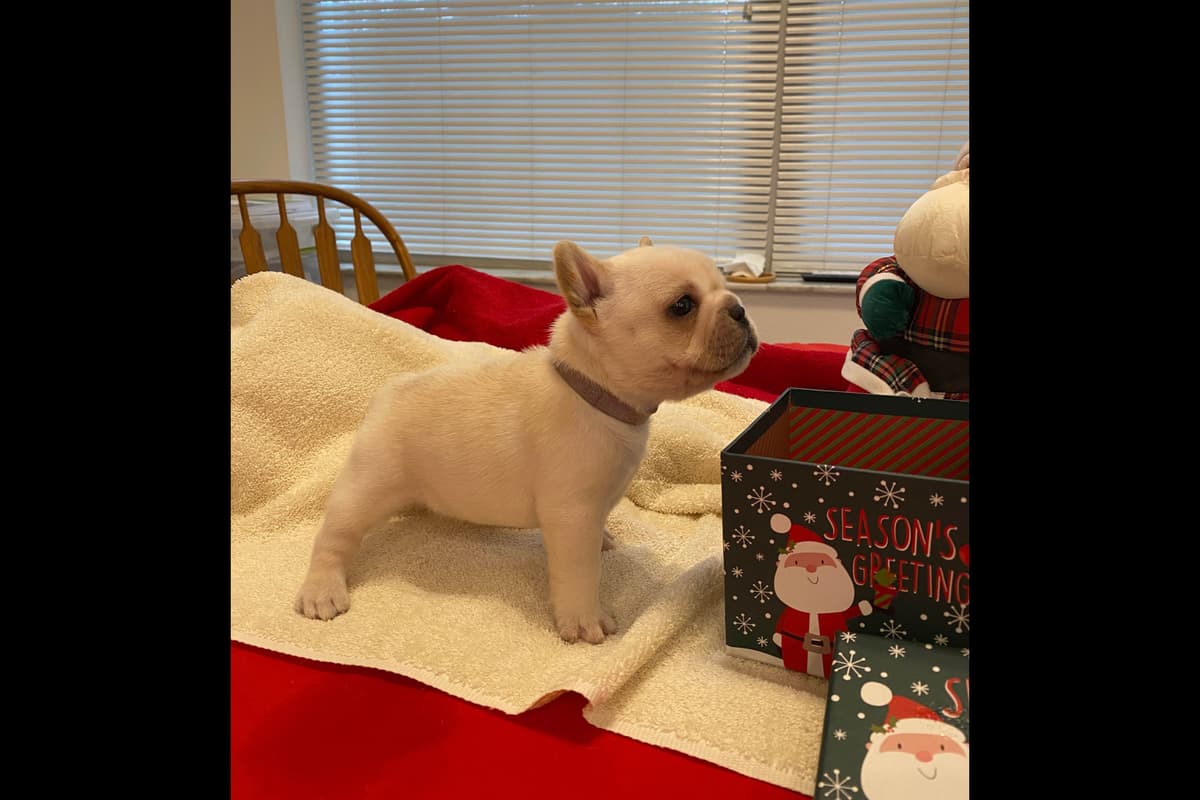 French Bulldog Puppies breeder image 8
