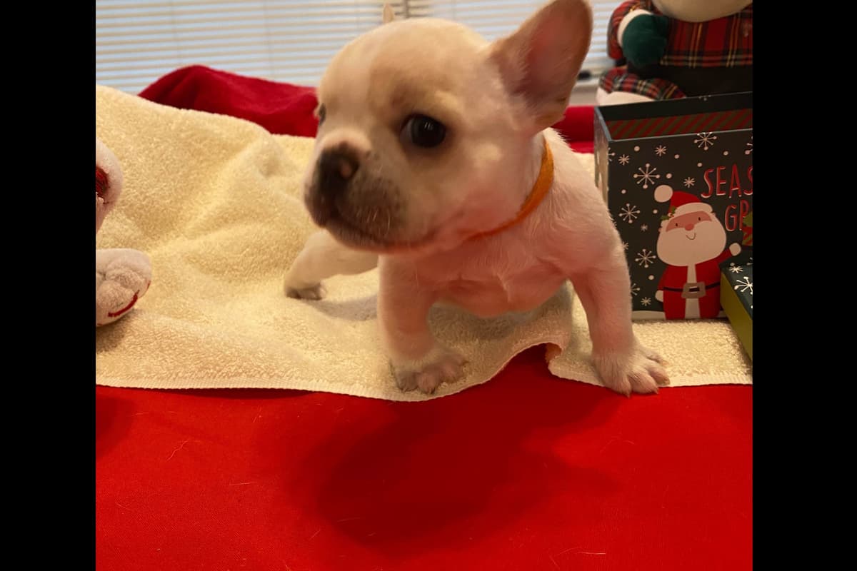 French Bulldog Puppies breeder image 9