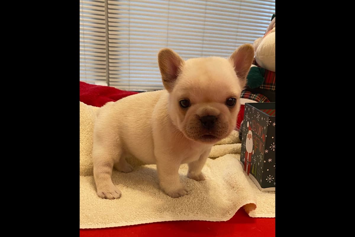 French Bulldog Puppies breeder image 10
