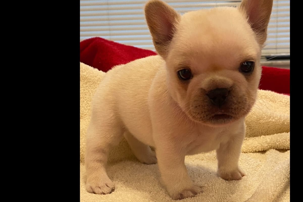 French Bulldog Puppies breeder image 11