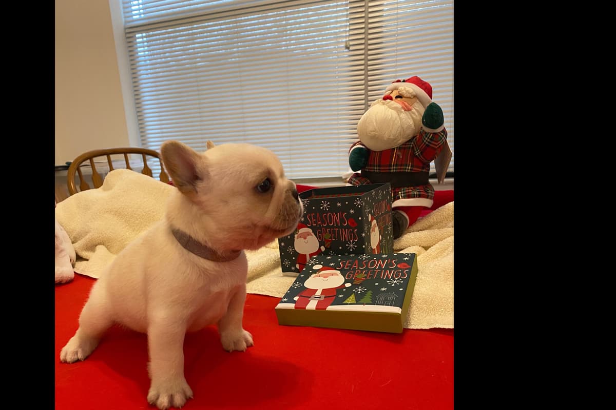 French Bulldog Puppies breeder image 12