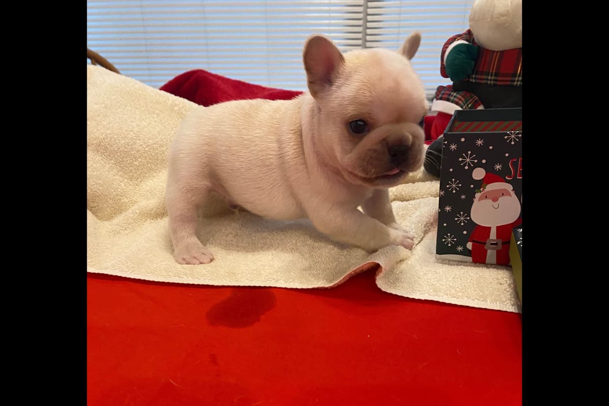 French Bulldog Puppies breeder image 13