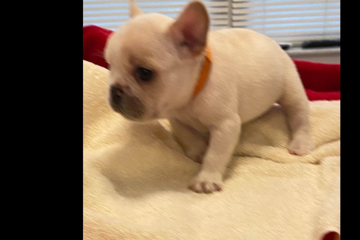 French Bulldog Puppies breeder image 14