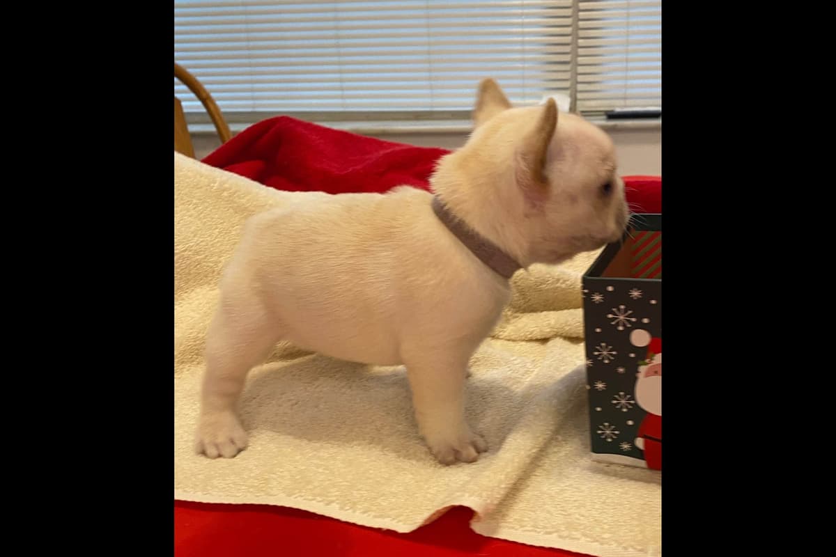 French Bulldog Puppies breeder image 15