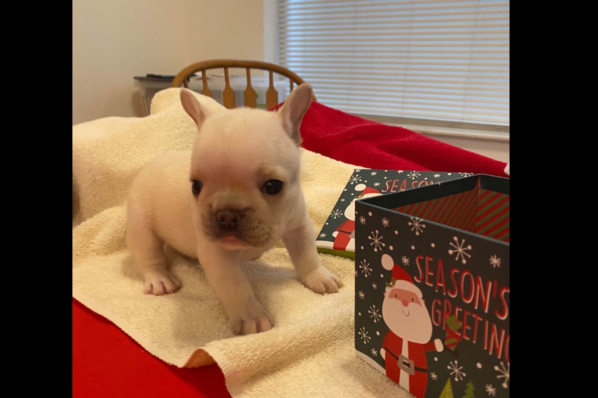 French Bulldog Puppies breeder image 16