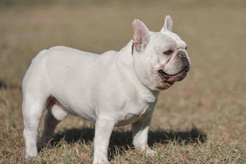French Bulldog Puppies breeder image 18