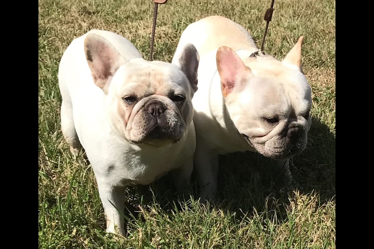 French Bulldog Puppies breeder image 19