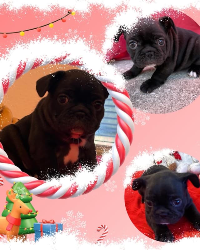 French Bulldog Puppies media 2