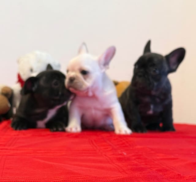 French Bulldog Puppies media 3
