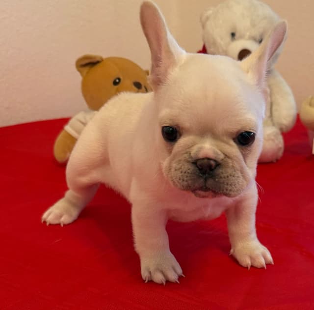 French Bulldog Puppies media 4