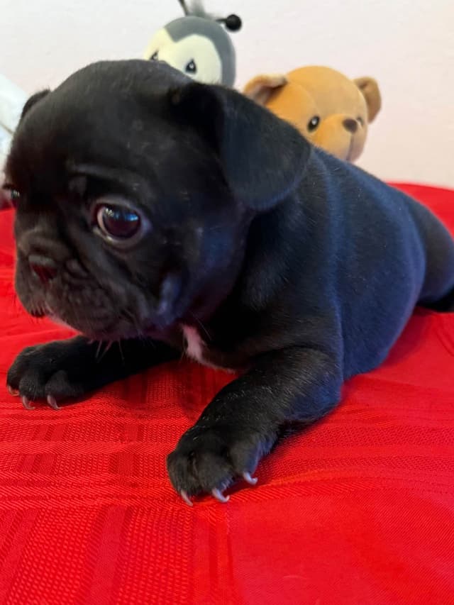 French Bulldog Puppies media 6