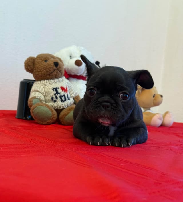 French Bulldog Puppies media 7