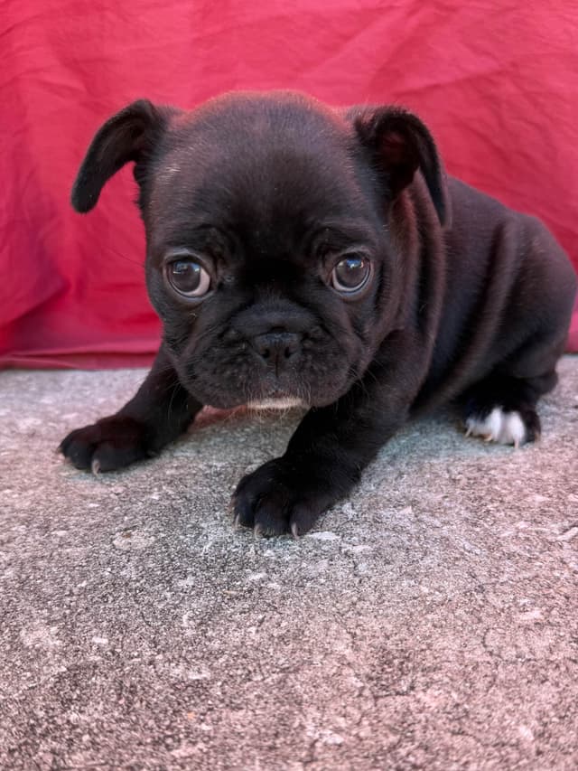 French Bulldog Puppies media 8