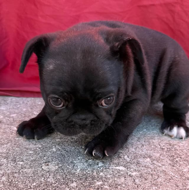 French Bulldog Puppies media 9