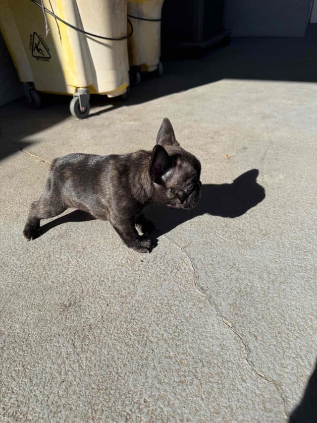 French Bulldog Puppies media 10