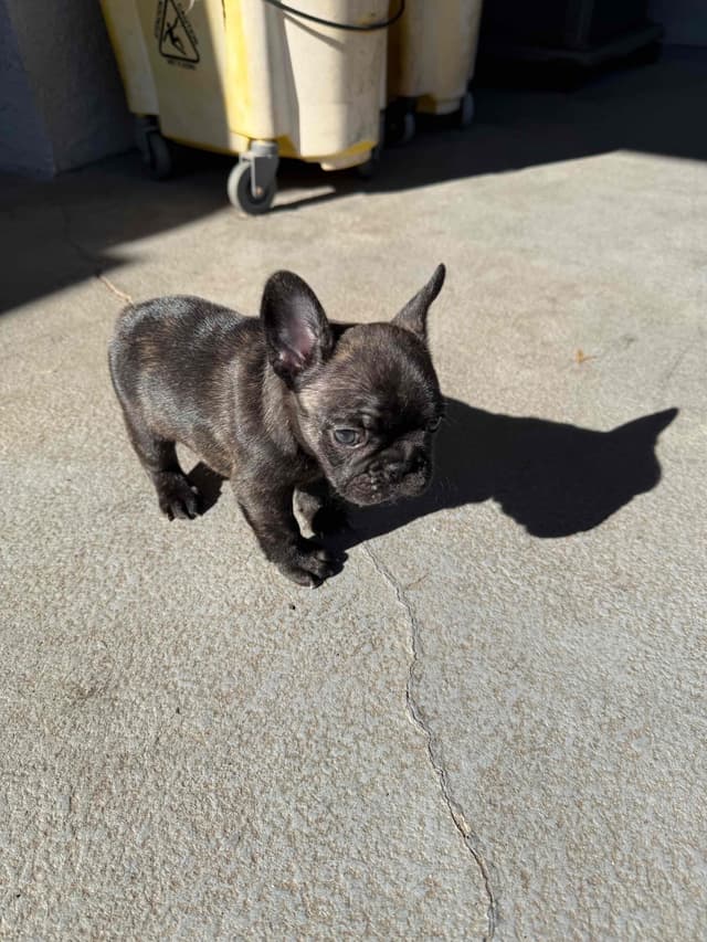 French Bulldog Puppies media 11