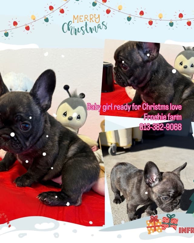 French Bulldog Puppies media 13