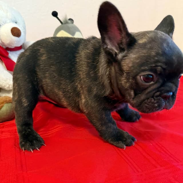 French Bulldog Puppies media 15