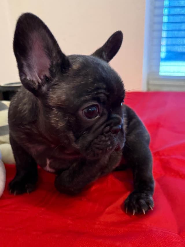 French Bulldog Puppies media 16