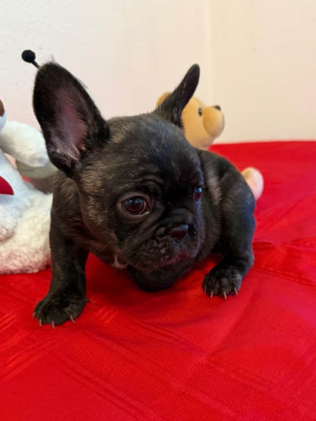 French Bulldog Puppies media 17